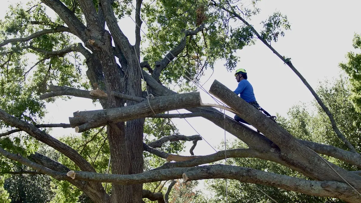 Professional Crown Thinning performed by certified arborists in Waynetown