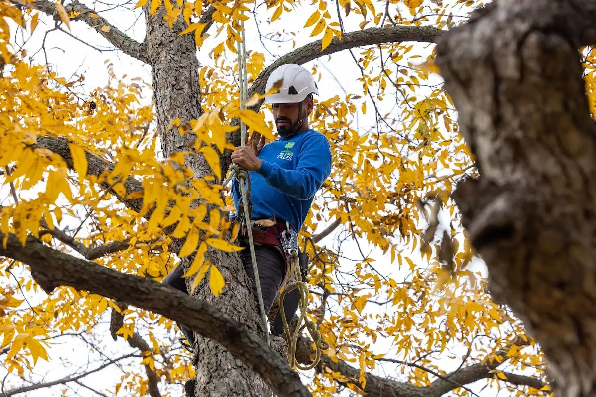 Skilled Tree Planing crew working in Waynetown
